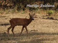 Ree [Capreolus capreolus]